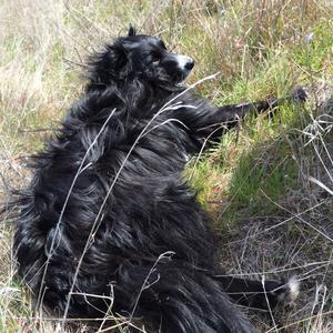 Border Collie