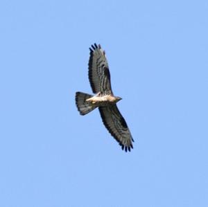 European Honey-buzzard