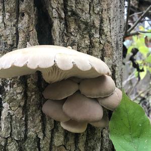 Oyster Mushroom