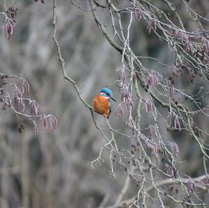 Eisvogel