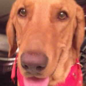 Unknown Breed