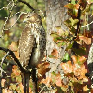 Northern Goshawk