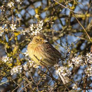 Yellowhammer