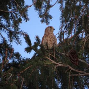 Common Kestrel