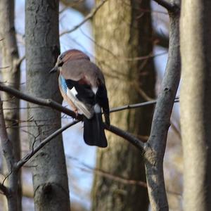 Eurasian Jay