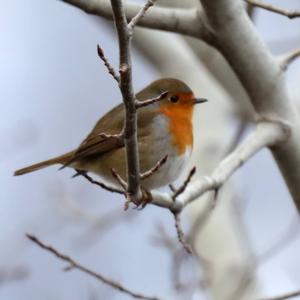 European Robin