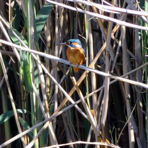 Eisvogel