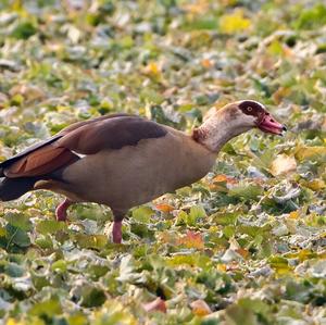 Egyptian Goose