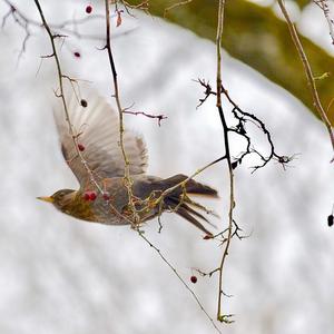 Eurasian Blackbird