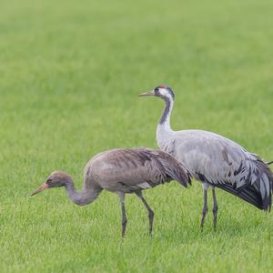 Common Crane