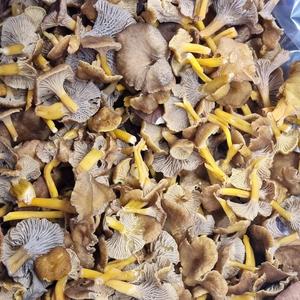 Trumpet Chanterelle