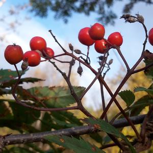 Mountain Ash (European)