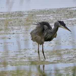 Great Blue Heron