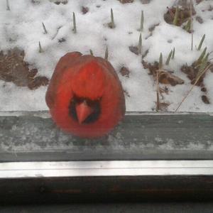 Northern Cardinal