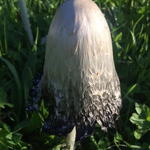 Shaggy Mane