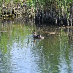 Great Crested Grebe