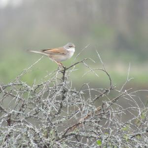 Common Whitethroat