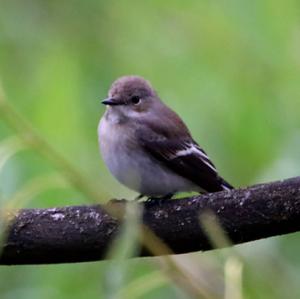 European Pied Flycatcher