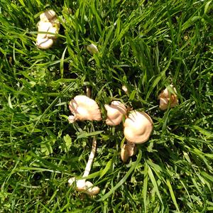 Fairy Ring Mushroom