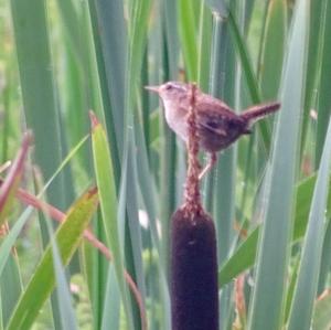 Winter Wren