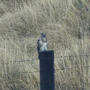 Common Buzzard