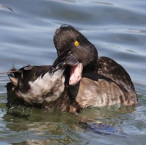 Tufted Duck