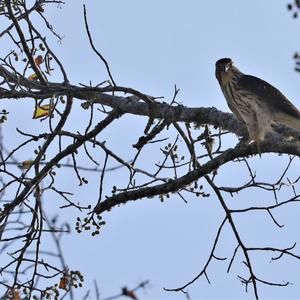 Cooper's Hawk