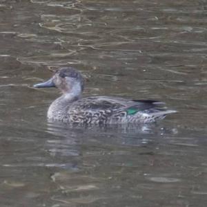 Common Teal