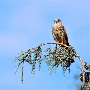 Common Kestrel