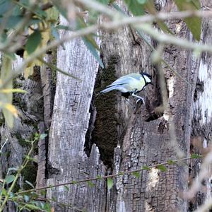 Great Tit