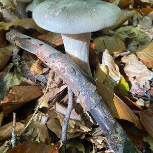 Cloudy Clitocybe