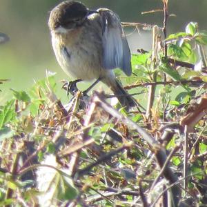 European stonechat