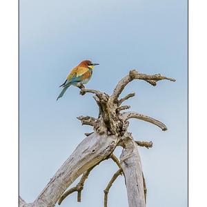 European Bee-eater