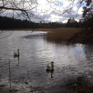 Mute Swan