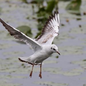 Black-headed Gull