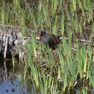 Common Moorhen