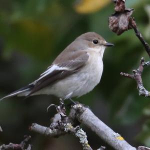 European Pied Flycatcher