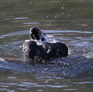 Common Coot