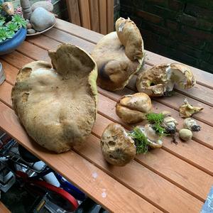 Summer Bolete