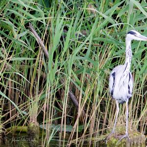 Grey Heron