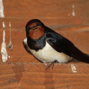 Barn Swallow