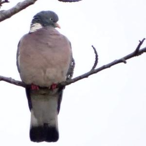 Common Wood-pigeon