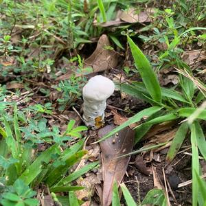 Unknown Species