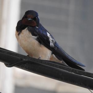 Barn Swallow