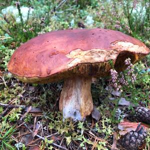 King Bolete