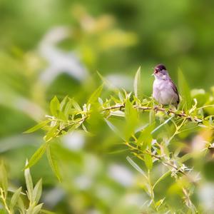 Blackcap