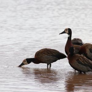 White-faced Whistling-duck