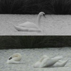 Mute Swan