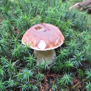 Summer Bolete