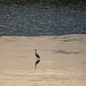 Grey Heron